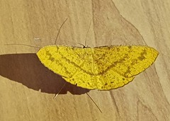 Eumelea rosalia