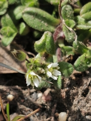Cerastium holosteoides