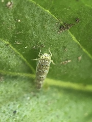 Eupteryx decemnotata