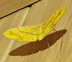 Eumelea rosalia
