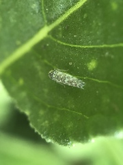 Eupteryx decemnotata