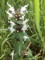 Lamium bifidum