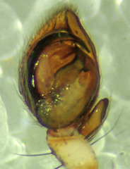 Anyphaena aperta
