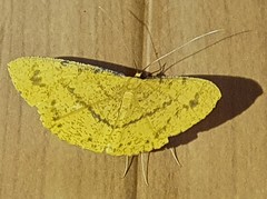 Eumelea rosalia