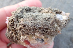 Neosabellaria kaiparaensis