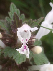 Lamium bifidum