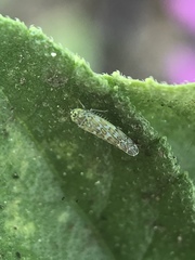 Eupteryx decemnotata