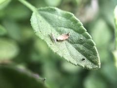 Eupteryx decemnotata