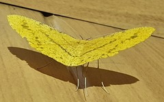 Eumelea rosalia