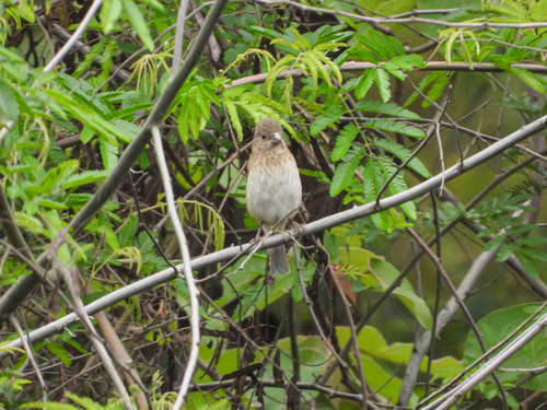 Common Rosefinch
