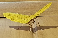 Eumelea rosalia