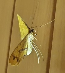 Eumelea rosalia