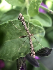 Amblyptilia pica