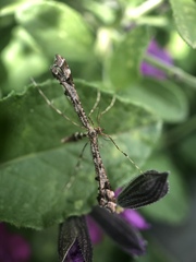 Amblyptilia pica