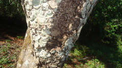 Hymenoptera