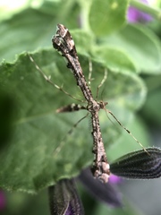 Amblyptilia pica
