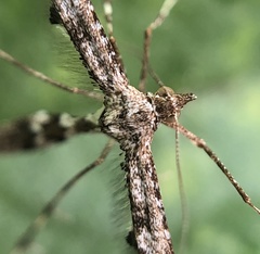 Amblyptilia pica