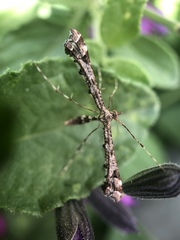 Amblyptilia pica