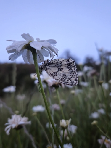Marbled White