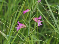 (c) Louis Aureglia, some rights reserved (CC BY) Gladiolus italicus, photograph (c) Louis Aureglia, some rights reserved (CC BY)