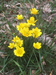 Ranunculus millefoliatus