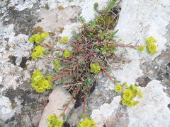 Euphorbia petrophila