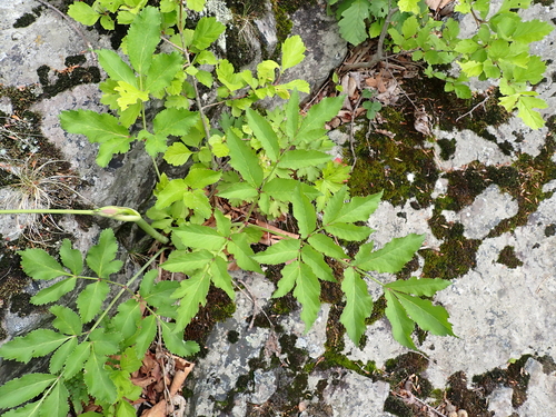 Angelica sachalinensis iNat (1)