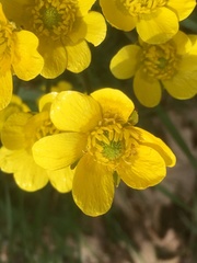 Ranunculus millefoliatus