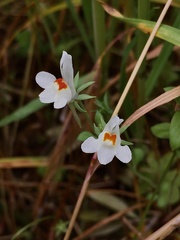 Linaria reflexa