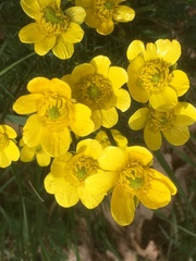 Ranunculus millefoliatus