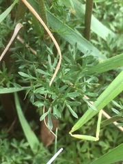 Ranunculus millefoliatus