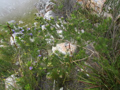 Psoralea speciosa