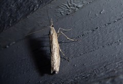 Orocrambus cyclopicus