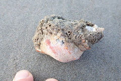 Neosabellaria kaiparaensis