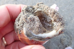 Neosabellaria kaiparaensis