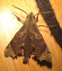 Temnora zantus