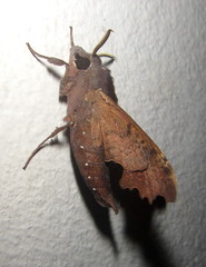 Temnora zantus