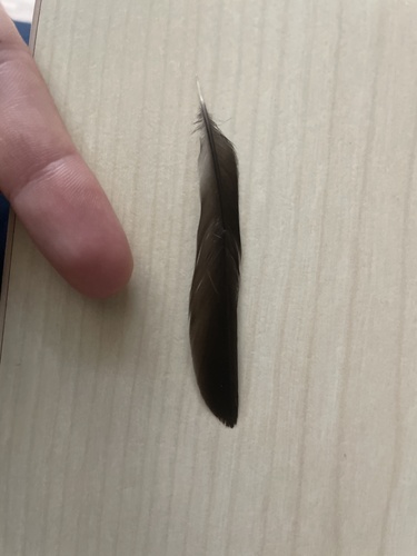 Plume de Pinson des arbres