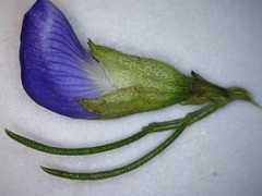 Psoralea speciosa