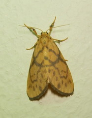 Tumicla sagenaria