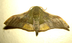 Plegapteryx anomalus