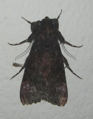 Audea bipunctata
