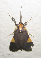 Ulopeza conigeralis
