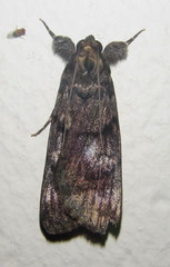 Audea tegulata
