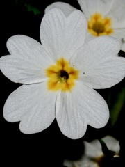 Primula vulgaris