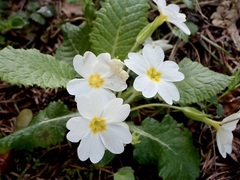 Primula vulgaris