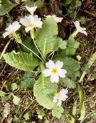 Primula vulgaris