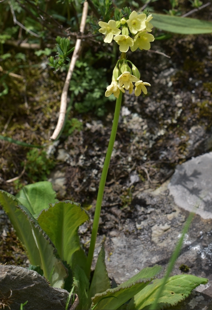 Primula soongii
