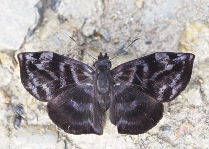 Ebrietas badia
