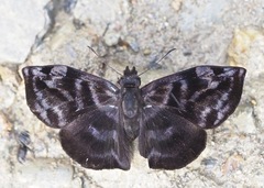 Ebrietas badia